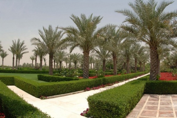 ϰݵALDesertPalmȼٴ